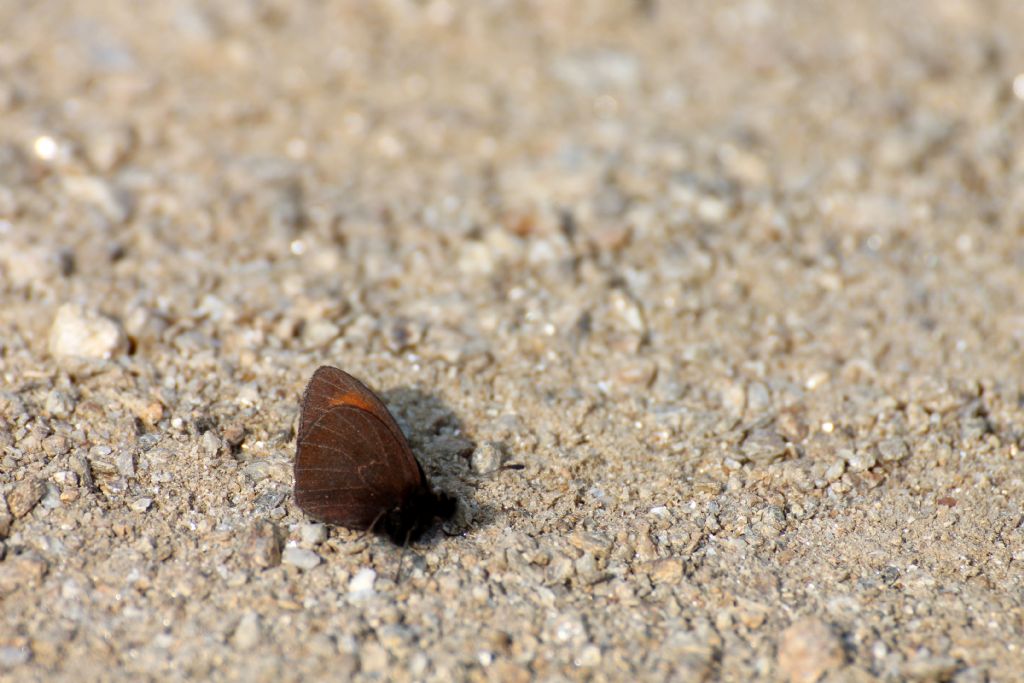 Erebia mnestra? S